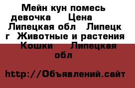 Мейн-кун помесь  девочка   › Цена ­ 100 - Липецкая обл., Липецк г. Животные и растения » Кошки   . Липецкая обл.